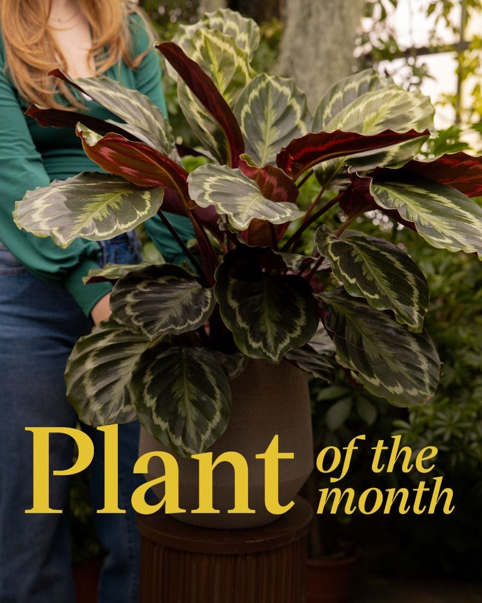 Calathea Prayer plant Medallion