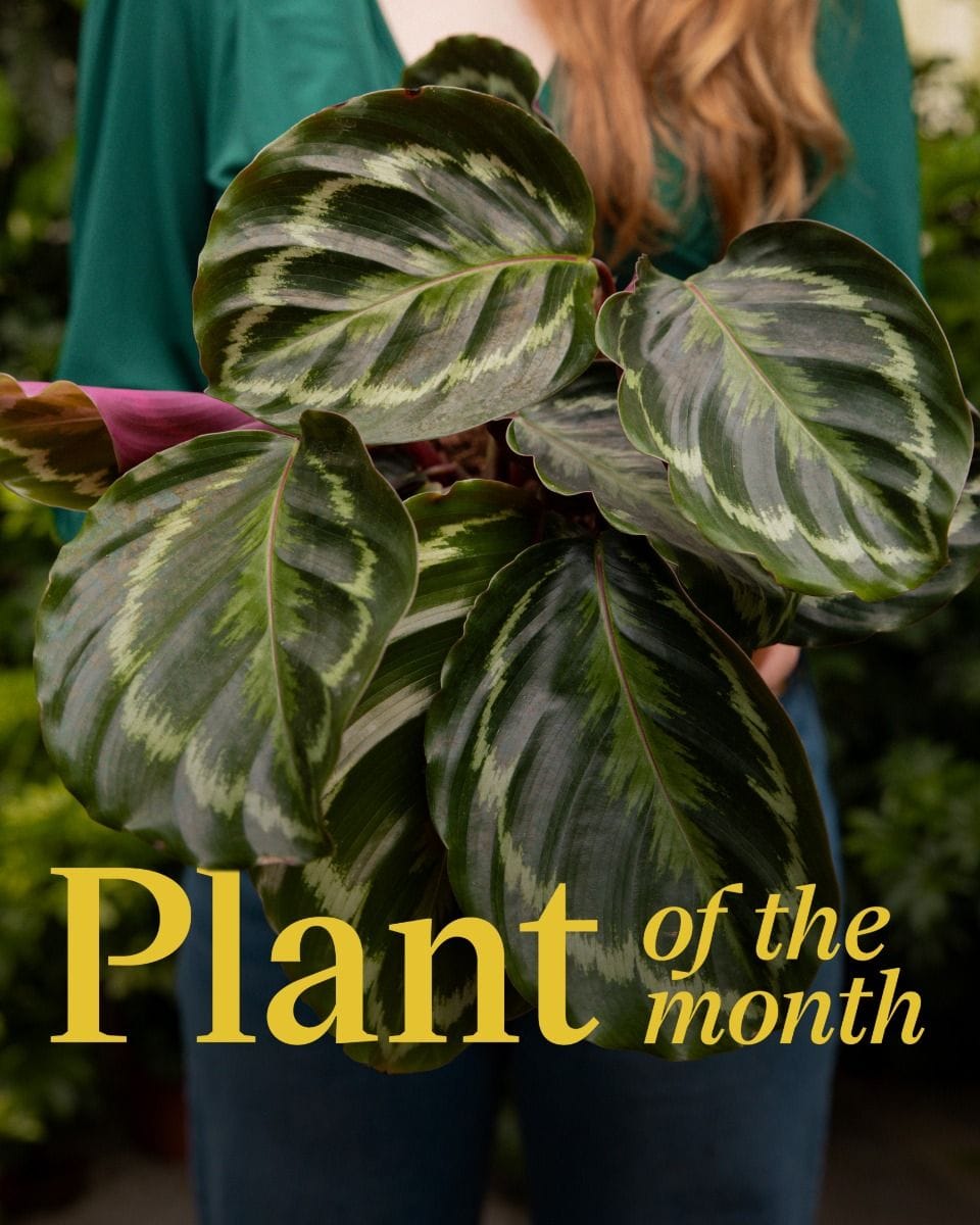 Calathea Prayer plant Medallion