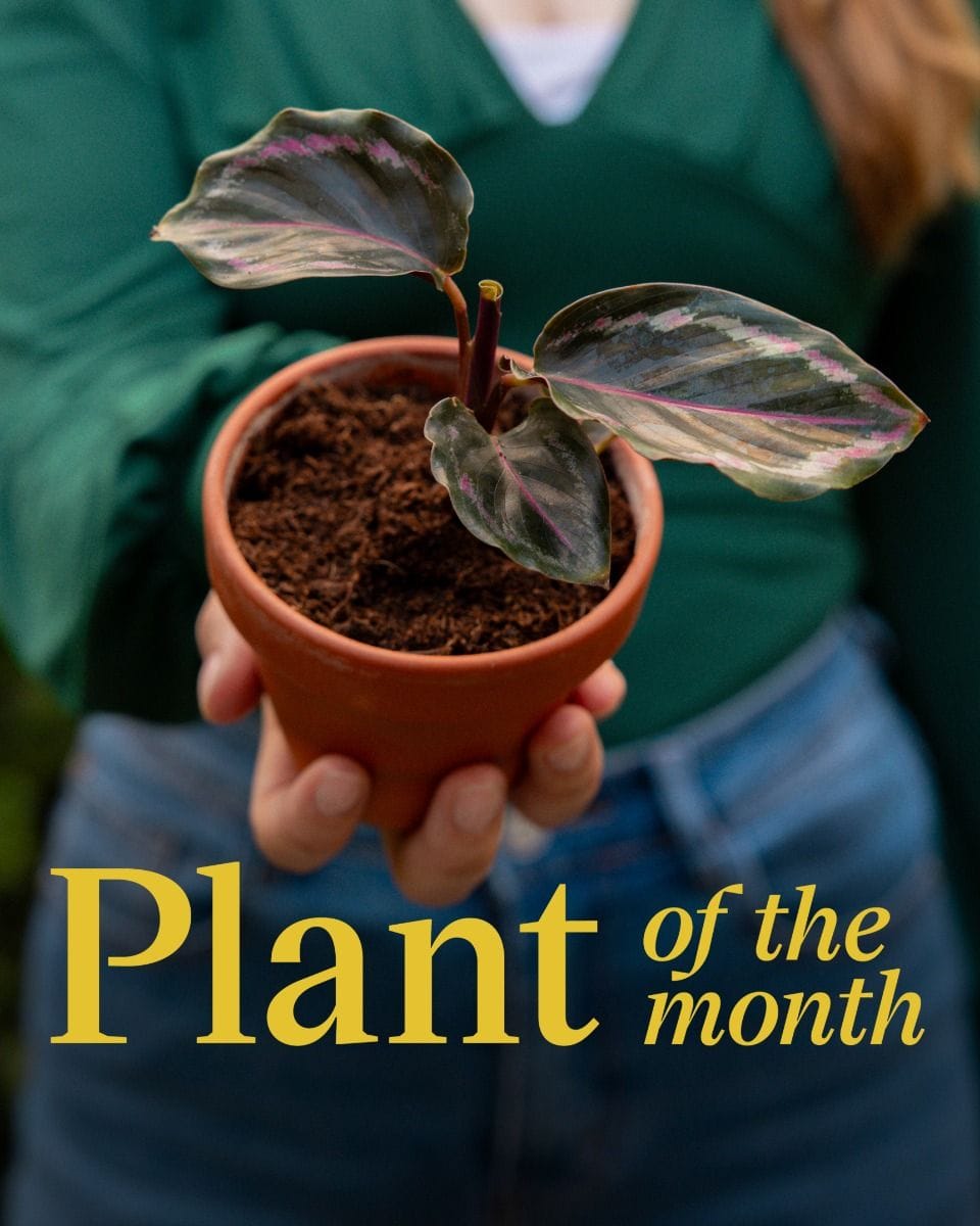 Baby Calathea Pfeilwurze Medallion