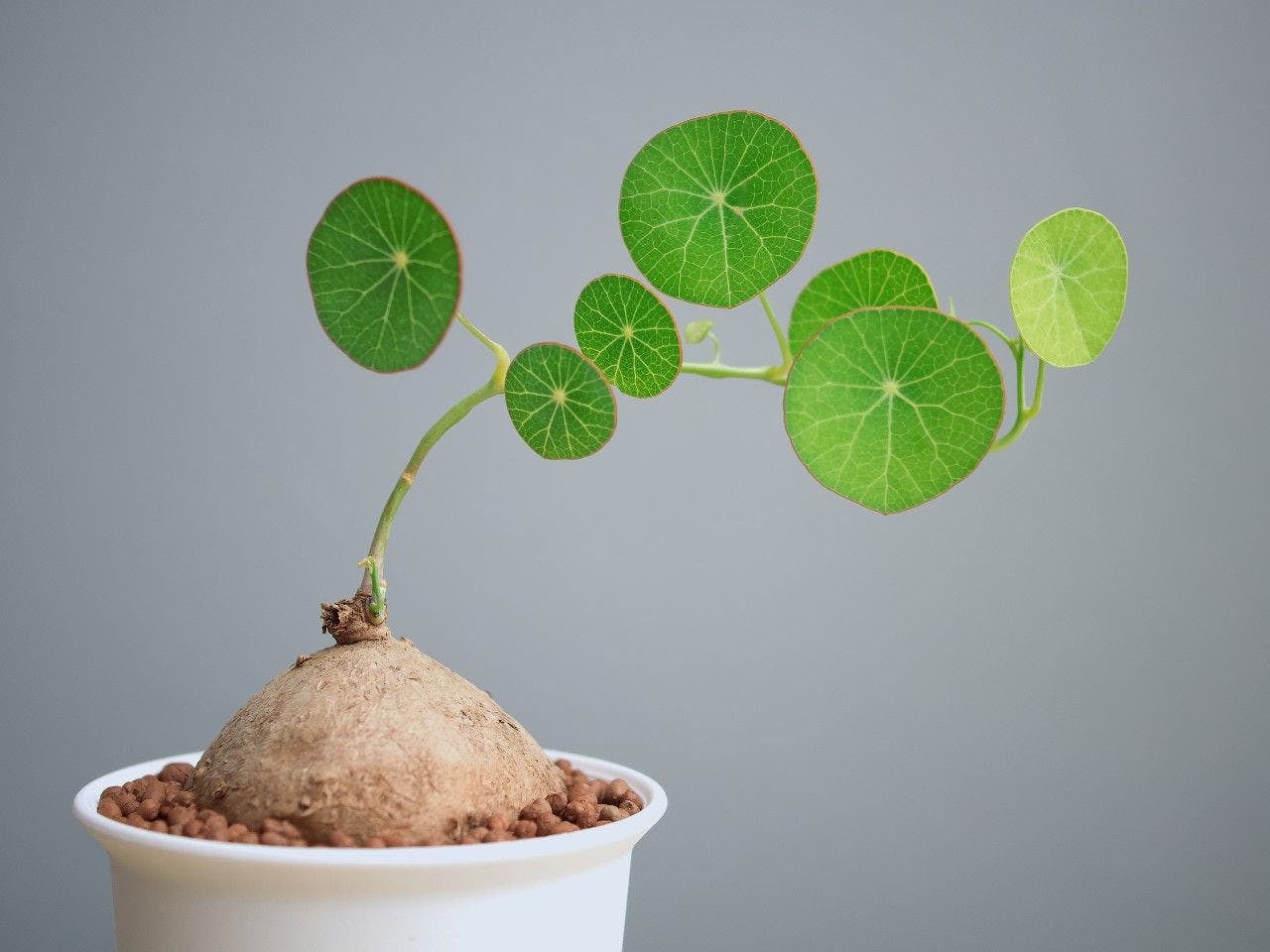 DIY: how to grow your own Stephania erecta | PLNTS.com