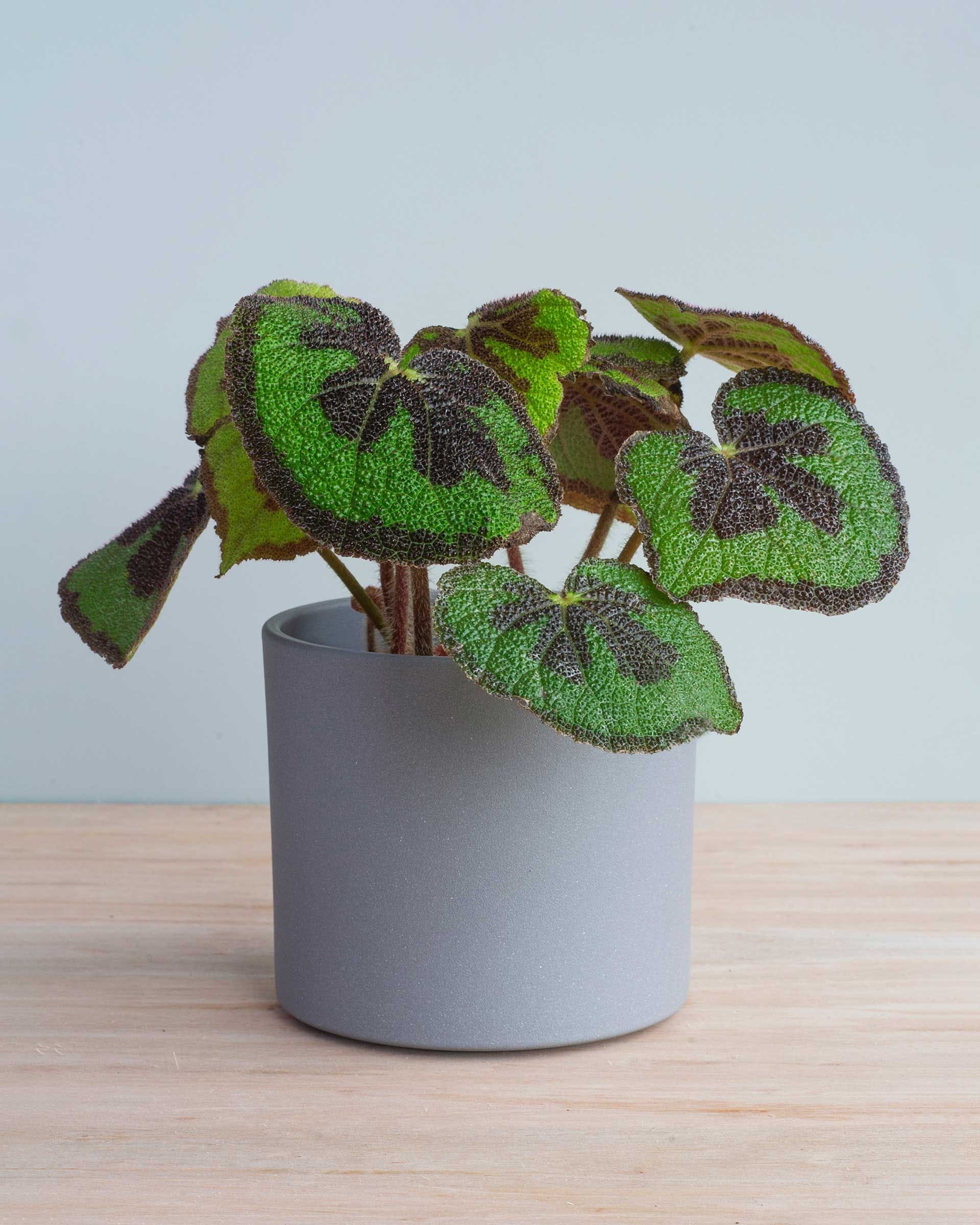 Begonia Pflege Expertentipps