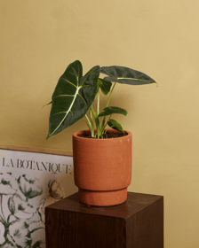 Alocasia