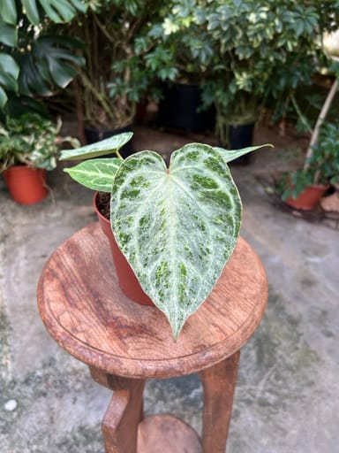 Anthurium #001 - Silver blush mint