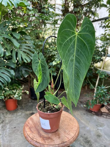 Anthurium #002 - Queremalense variegata