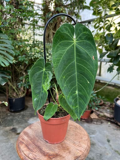 Anthurium #003 - Queremalense variegata
