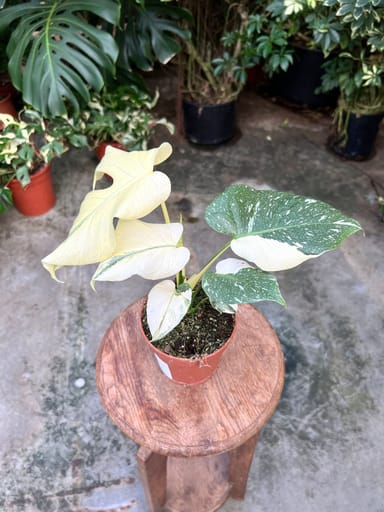 Monstera #006 - Thai Constellation Super White