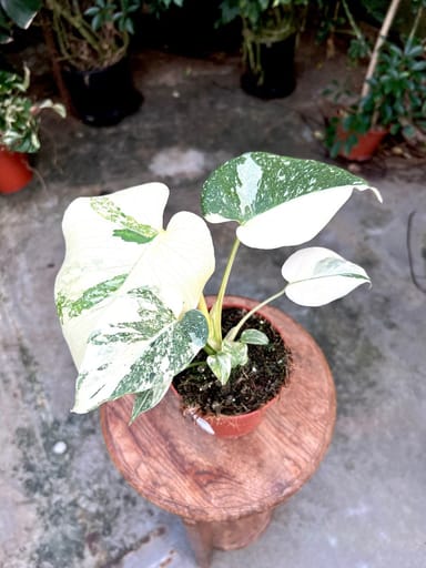 Monstera #007 - Thai Constellation Super White