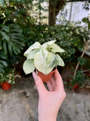 Baby Alocasia #008 - Ninja Mint