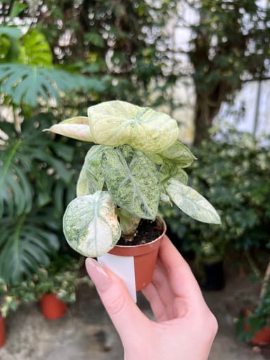 Baby Alocasia #009 - Ninja Mint