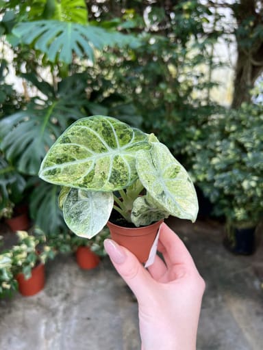 Baby Alocasia #010 - Ninja Mint