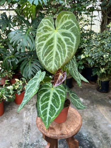 Anthurium #011 - Magnificum Variegata