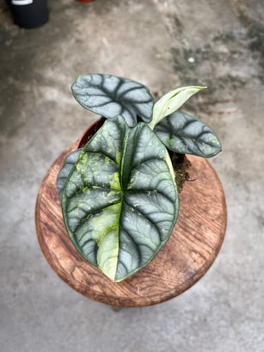 Alocasia #015 - Silver Dragon Variegata