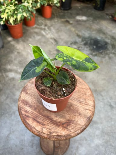 Alocasia #017 - Frydek green on green