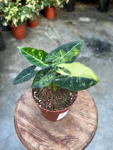 Alocasia #018 - Frydek green on green