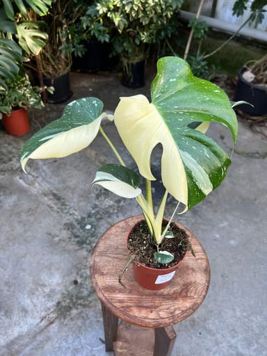 Monstera #020 - Thai Constallation Half Moon