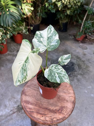 Monstera #021 - Thai Constallation Crème Brûlée