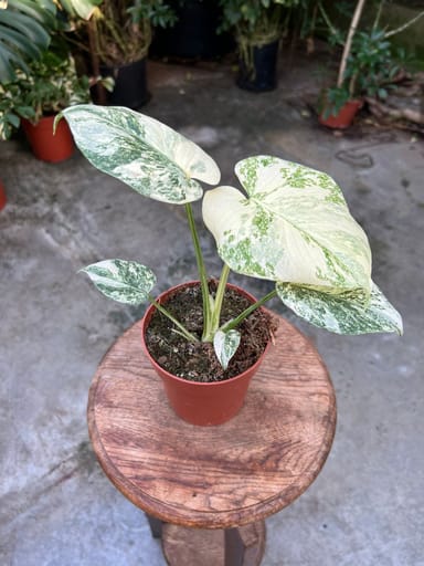 Monstera #022 - Thai Constallation Crème Brûlée