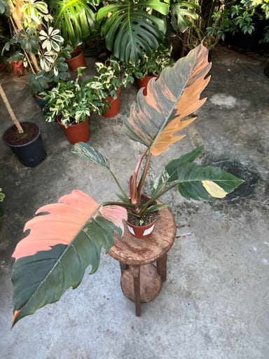 Philodendron #023 - Caramel Marble