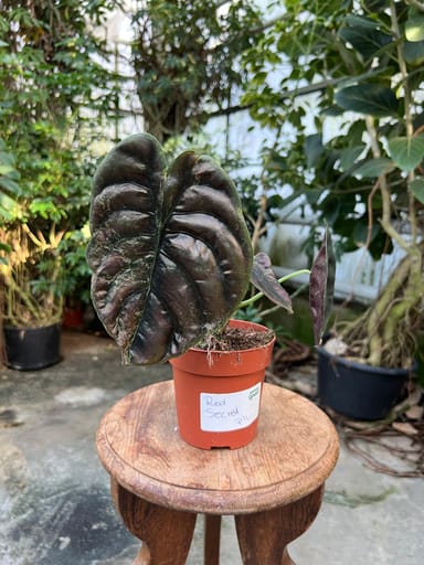 Alocasia #024 - Red Secret Variegata