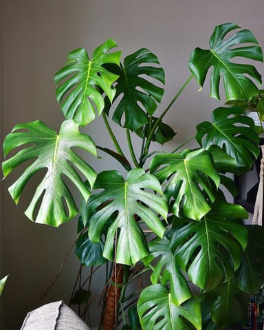 Monstera Deliciosa Plante-gruyère Swiss Cheese Plant
