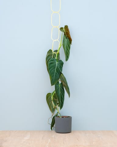 Plant Ketting Messing