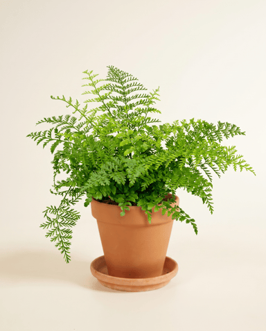 Asplenium Nestvaren Parvati