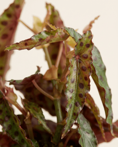 Bebé Begonia Begonia de lunares Amphioxus