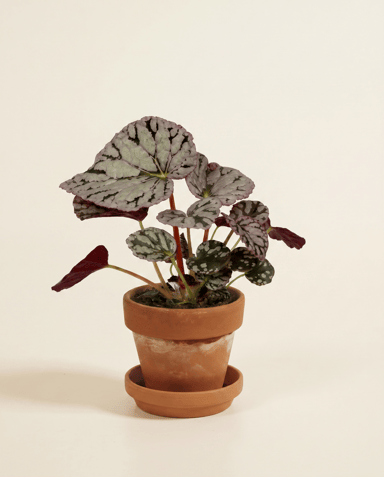 Baby Begonia Begonia a pois Rex Chayo
