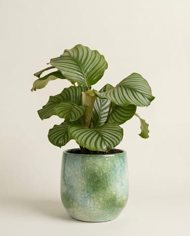 Hugo Pot Green Ø 19 cm