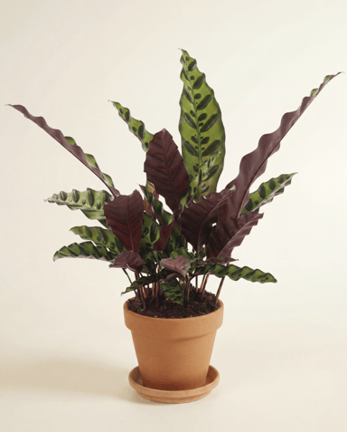 Calathea Prayer plant Lancifolia Insignis