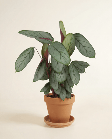 Calathea Plante paon Silverstar
