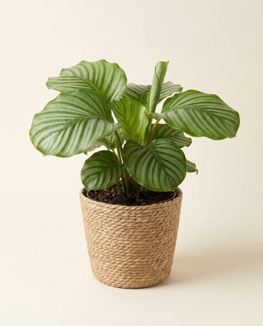 Mand Gaby TW-M Naturel Ø 19 cm