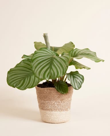 Mand Gaby JT Crème BM Ø 14 cm