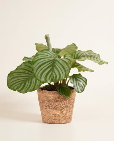 Mand Gaby TW-M Naturel BM Ø 24 cm