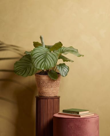 Mand Gaby TW-M Naturel BM Ø 24 cm