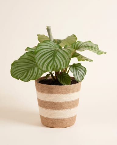 Mand Gaby JT Crème Stripe Ø 24 cm