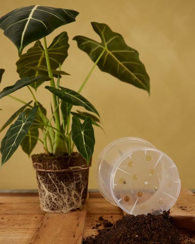 Nursery Planter Transparent Ø 19 cm