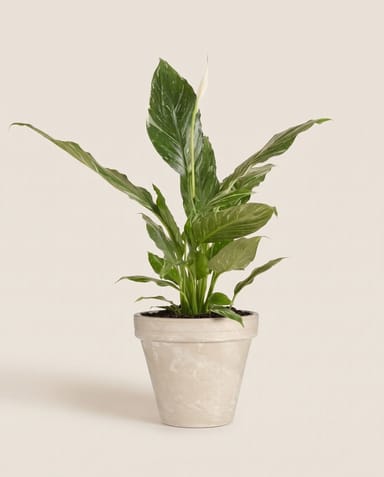 Stan Pot Cream Ø 18.5 cm