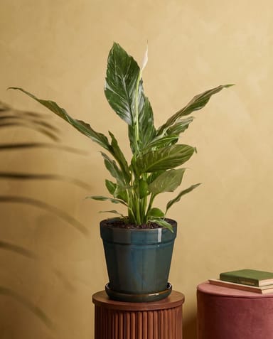Clint Pot with Saucer Green Ø 17 cm