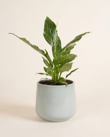 Amber Pot Light Grey Ø 17 cm