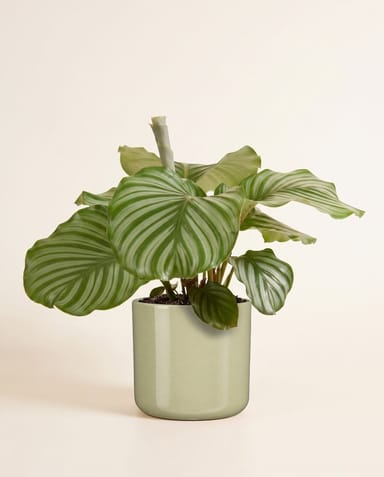 Fedor Pot Light Green Ø 17 cm