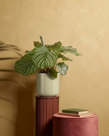 Fedor Pot Light Green Ø 17 cm