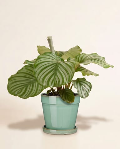 Clint Pot with Saucer Mint Green Ø 17 cm