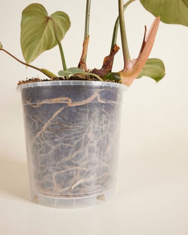 Nursery Planter Transparent Ø 15 cm