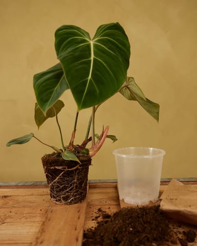 Nursery Planter Transparent Ø 15 cm