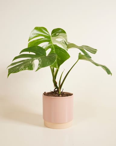 Lisa Pot Dusty Pink Ø 15 cm
