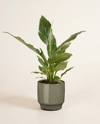 Diaz Pot Green Ø 14 cm