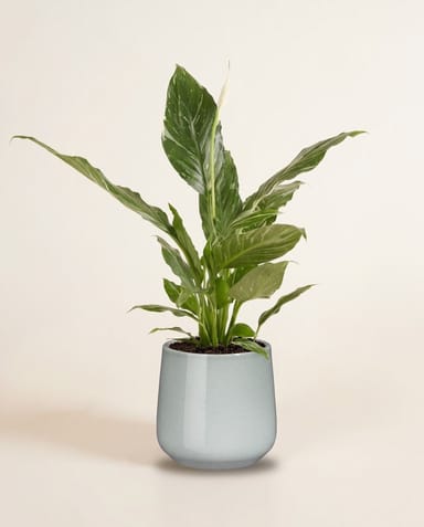 Amber Pot Light Grey Ø 12 cm