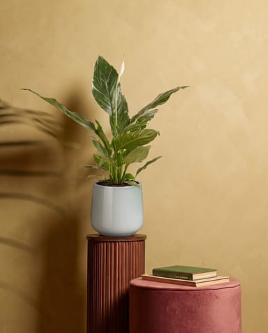 Amber Pot Light Grey Ø 12 cm