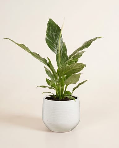 Matteo Pot White Ø 15 cm